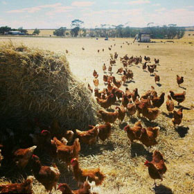 Gimlet Grove Paddock Eggs