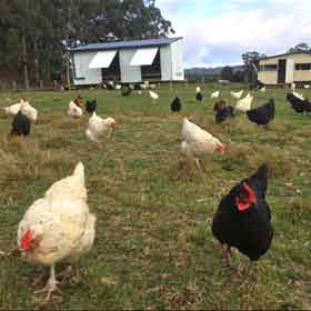 Meander Pastured Free Range Eggs