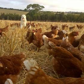 Adelaide Hills Pastured Eggs