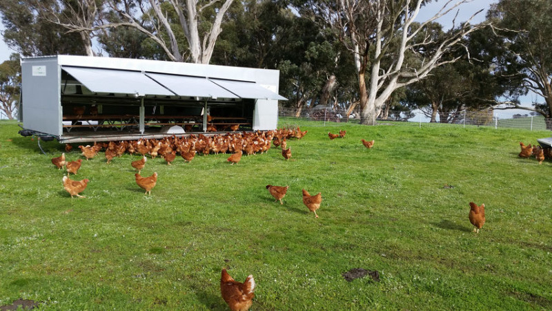 Allandale Pastured Free Range Eggs