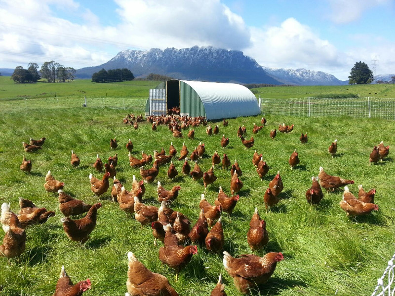 Mt Roland Free Range Eggs