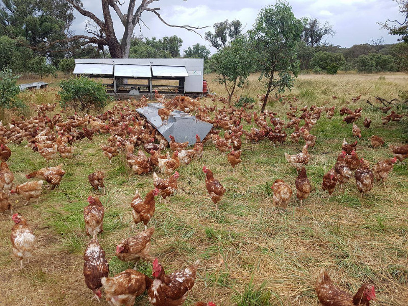 Farmer Brown’s Free Range Eggs