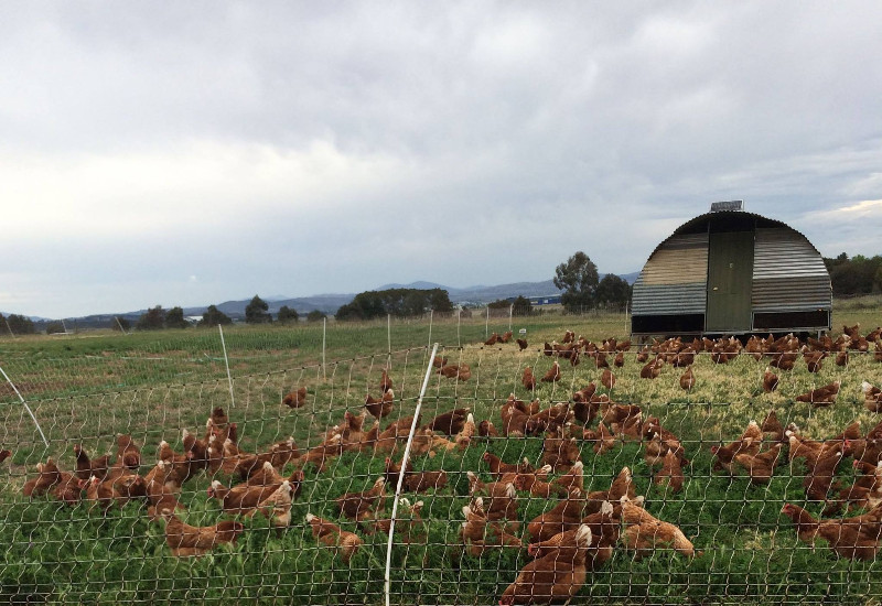 Majura Valley Free Range