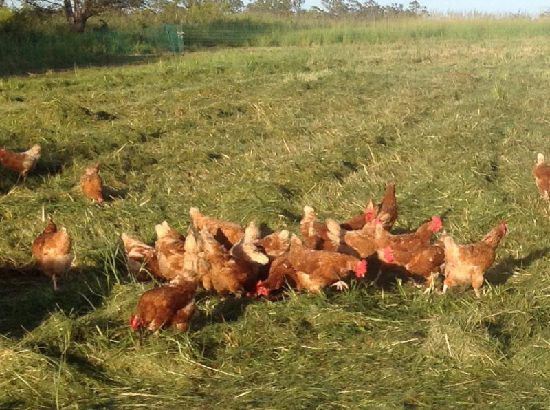 Fig Tree Farm Eggs