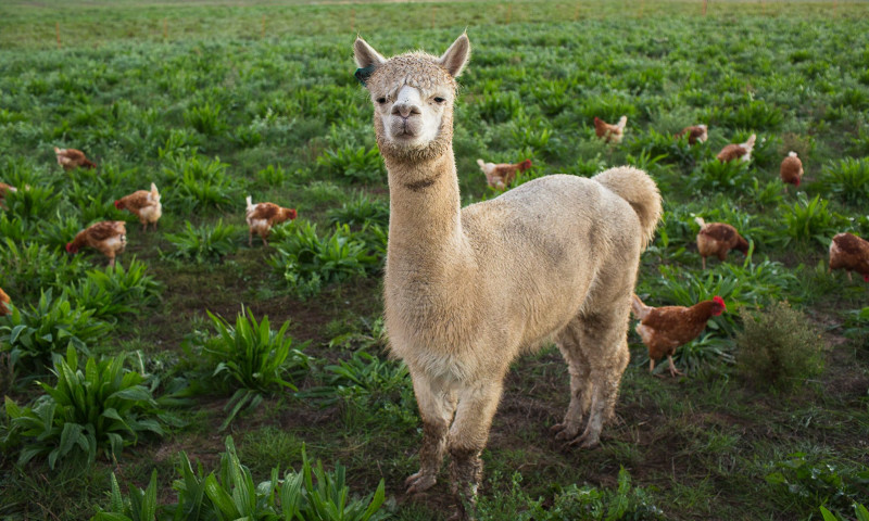 Little Creek Farm