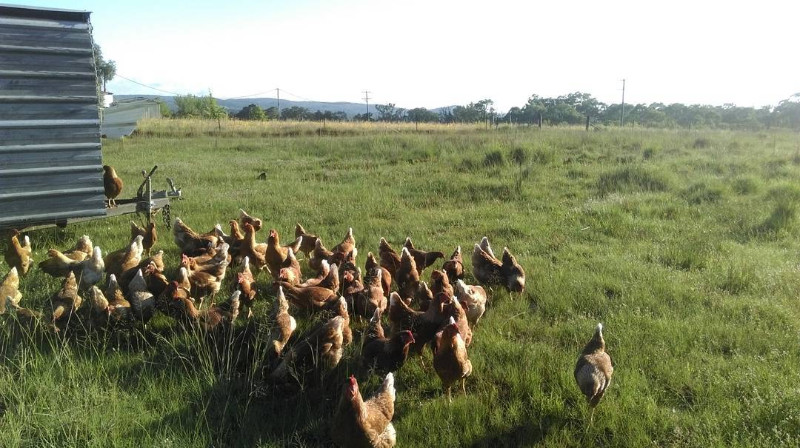 Serpentine Creek Farm