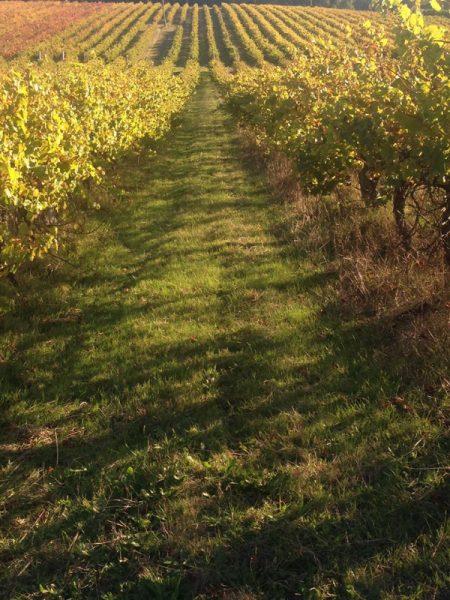 Mountford Vineyard Raised Organic Eggs