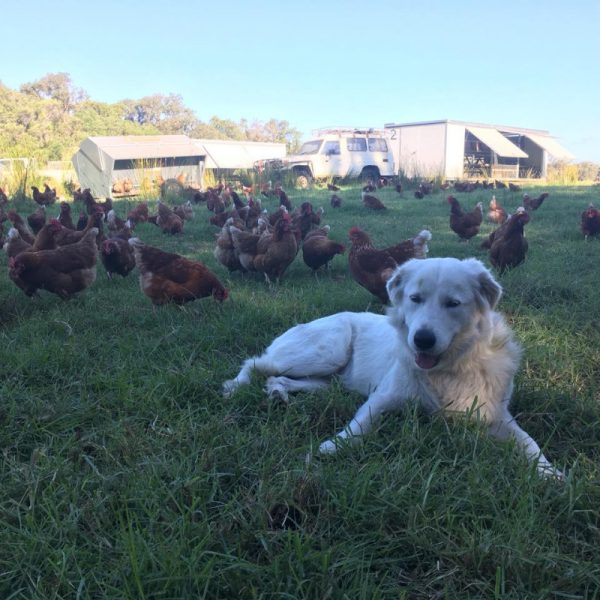 Runnymede Farm