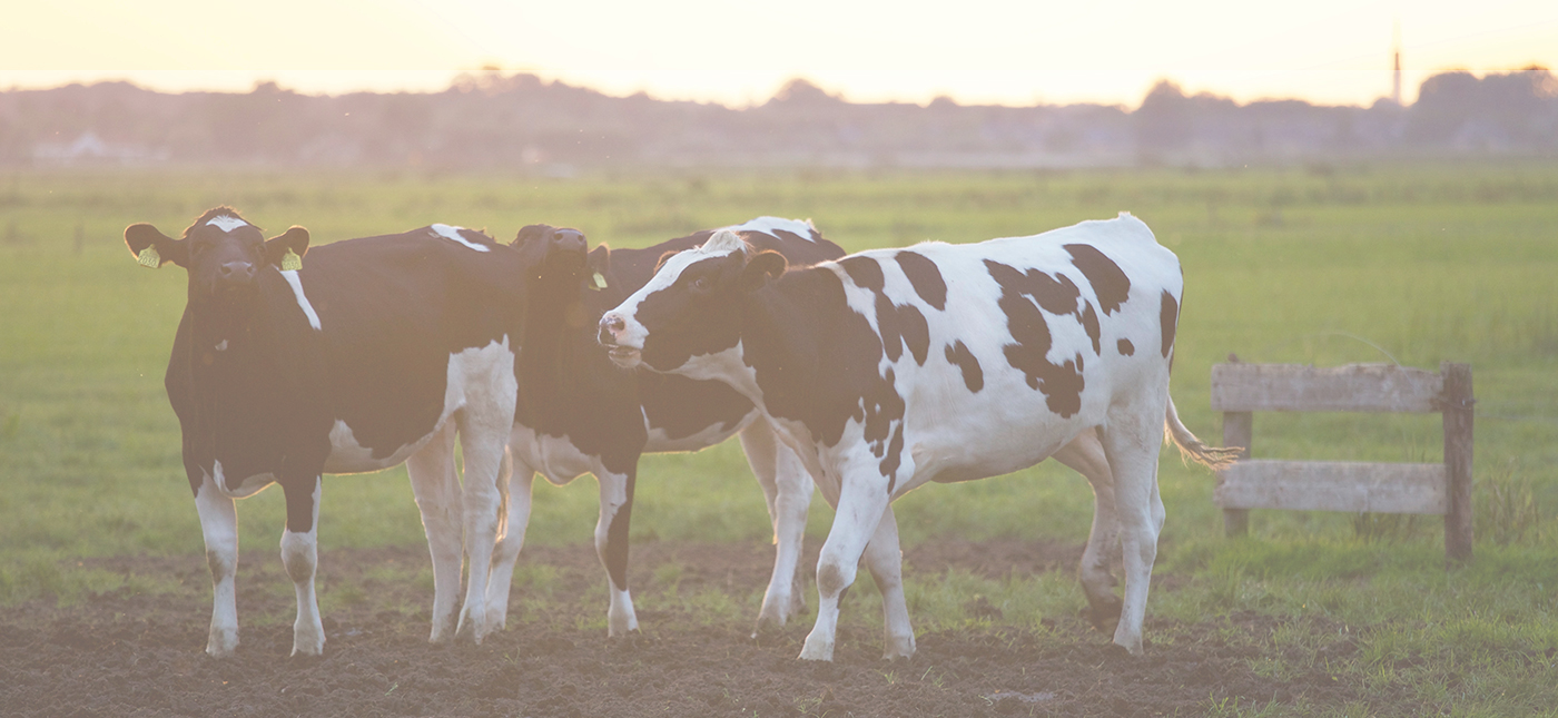 Welcome To Freerange Farmers