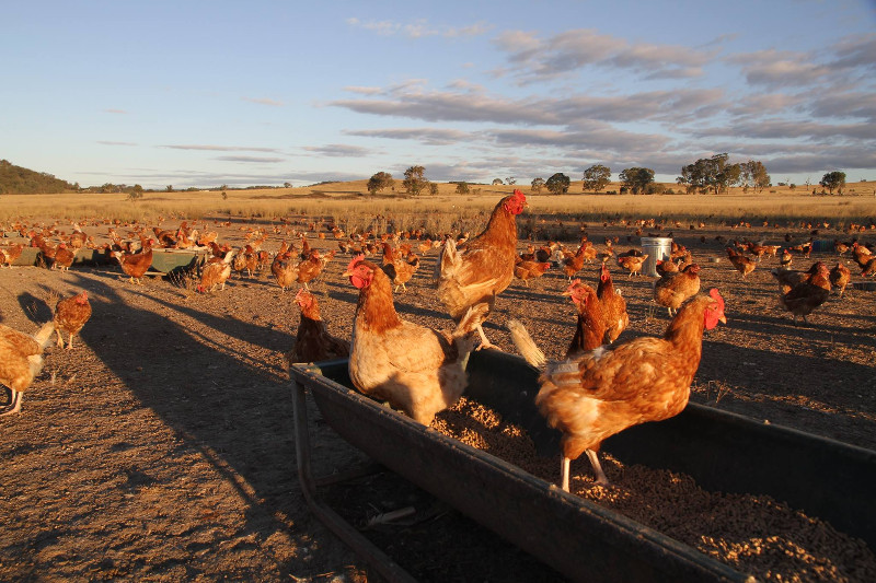 Clarendon Farms- Free Range Eggs