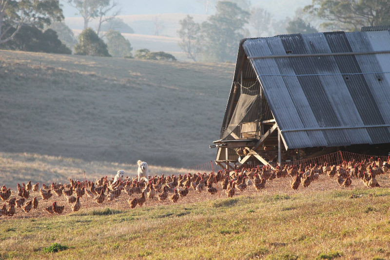 Bega Valley Eggs