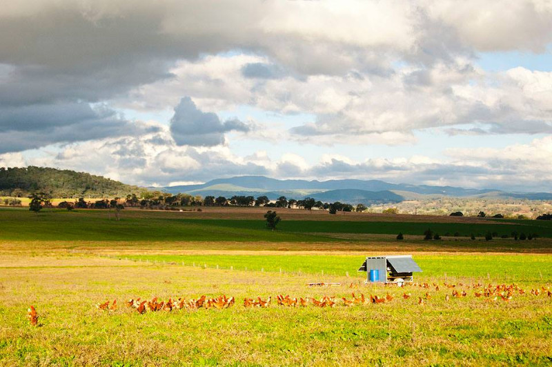 Carbeen Pastured Produce