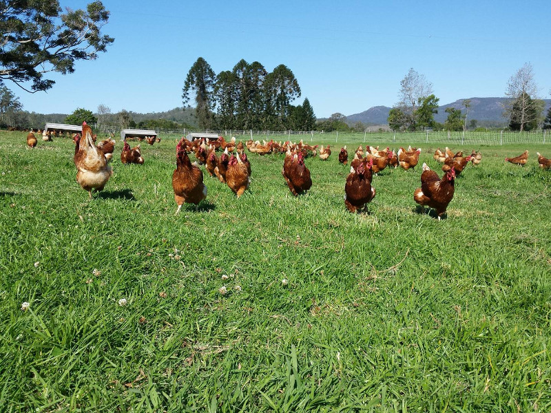 Kenilworth Free Range Farm