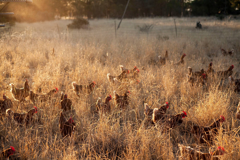 Muckadilla Pasture Fed Eggs