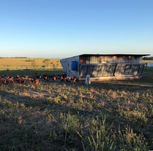 Family Homestead Genuine Free Range Eggs